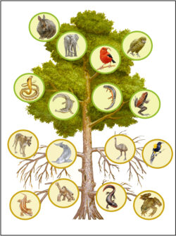 Mutilação da árvore da vida através da extinção em massa de gêneros de animais