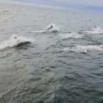 Manada de Golfinhos Participa de Treinamento de Barco Salva-vidas na Escócia