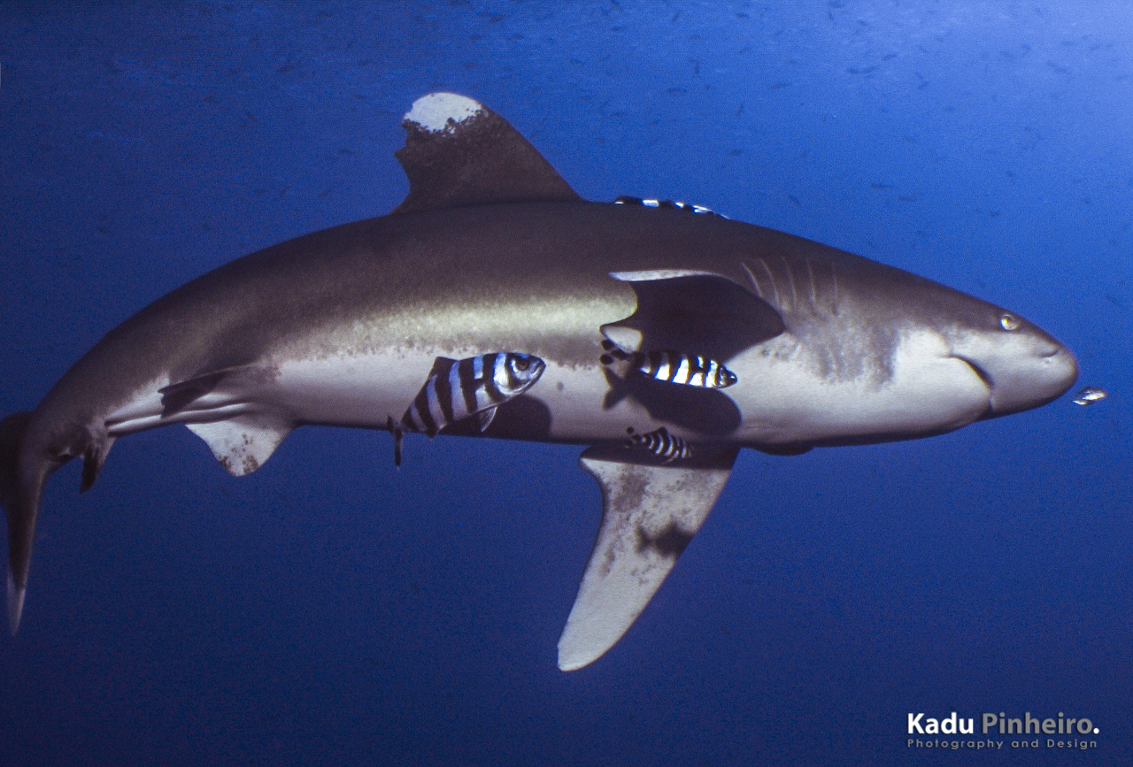 Brothers Islands, no Mar Vermelho, é fechada para mergulho após incidentes com tubarões galha branca