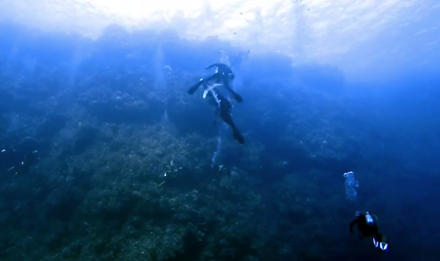 Tubarão galha branca ataca mergulhador no Egito; veja vídeo