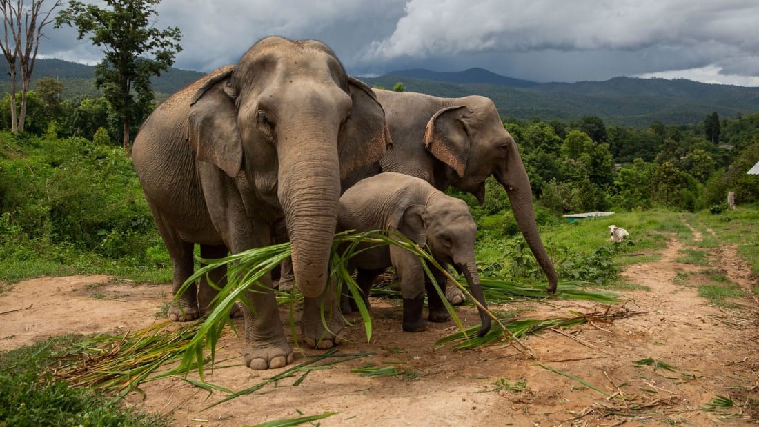Debate cruel sobre a exposição em zoológico destaca as complexidades do turismo de elefantes na Tailândia