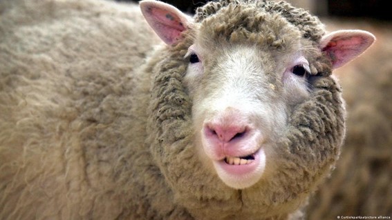 Há 25 anos o mundo conhecia Dolly, primeiro animal clonado