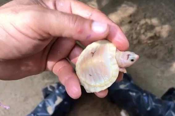 Tartarugas brancas raras nascidas no mesmo ninho são soltas em Roraima