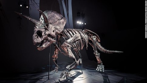 Horridus, um dos fósseis de Triceratops mais completos encontrados na Terra