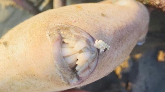 Professora encontra peixe ‘chifrudo e dentuço’ em praia do litoral de SP
