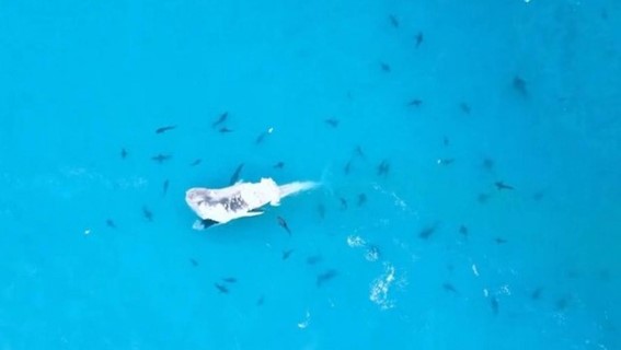 Vídeo de drone mostra baleia sendo devorada por dezenas de tubarões na Austrália