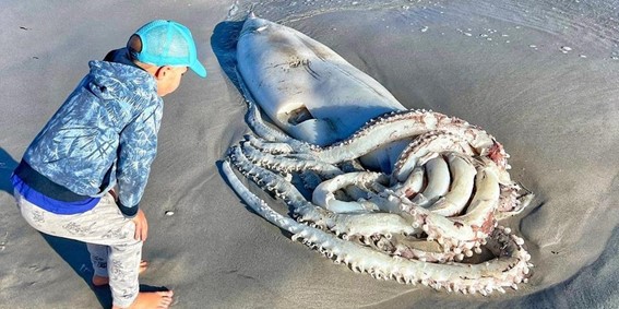 Lula gigante extremamente rara é encontrada em praia da África do Sul