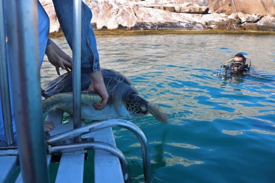 Tartarugas são devolvidas ao mar após um ano de tratamento em Santos