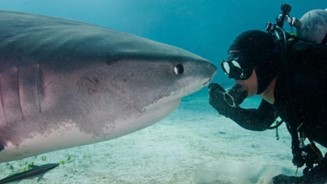 Mergulhador vira amigo dos temidos tubarões-tigre e trata eles como pets