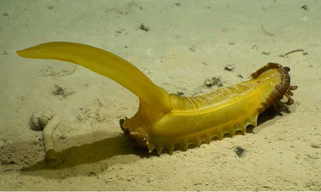 Cientistas descobrem 30 novas espécies nas profundezas do oceano; conheça estes animais curiosos