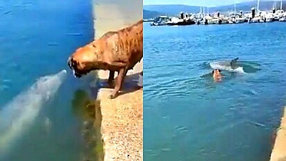 Amizade inusitada: Cão brinca alegremente com golfinho e vídeo encantador ganha a internet