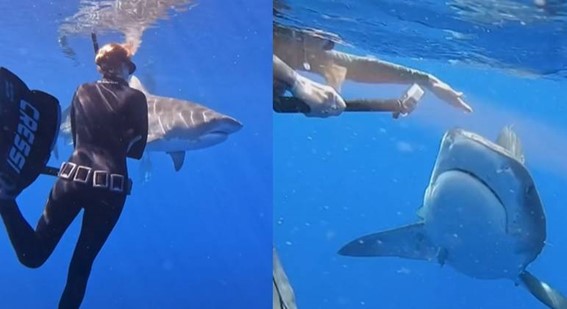 Mergulhadora profissional ensina a evitar ataques de tubarão: ‘Aja como um predador’