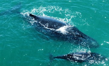 Baleia-jubarte e filhote são avistados no mar de Boa Viagem