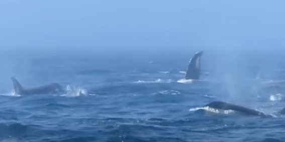Orcas atacam baleias jubarte em batalha naval na costa de Washington