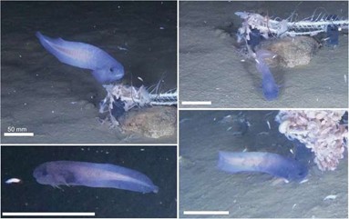 Nova espécie de peixe-caracol é descoberta no fundo do mar