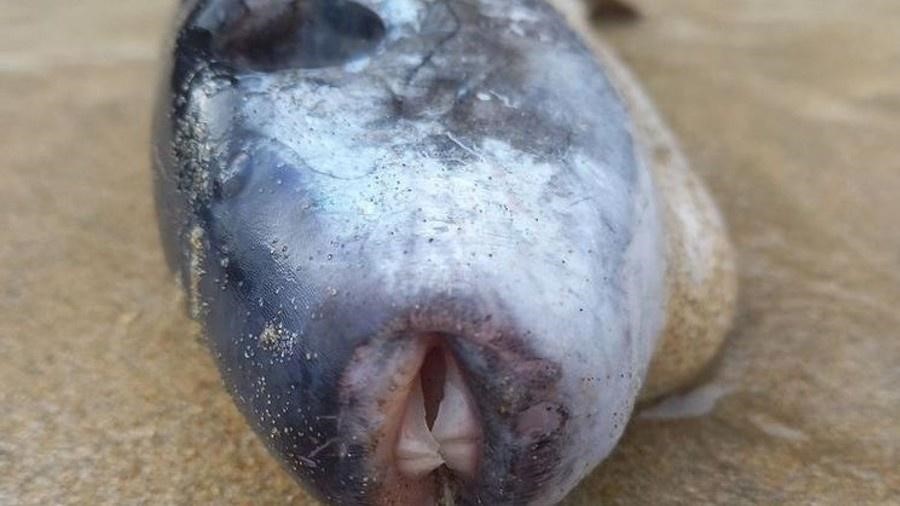 Mulher acha peixe com ‘bico’ e veneno 1.200 vezes mais mortal que cianeto