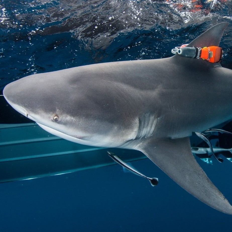 Tubarões com câmeras acopladas ajudam cientistas a descobrir o maior prado aquático do mundo