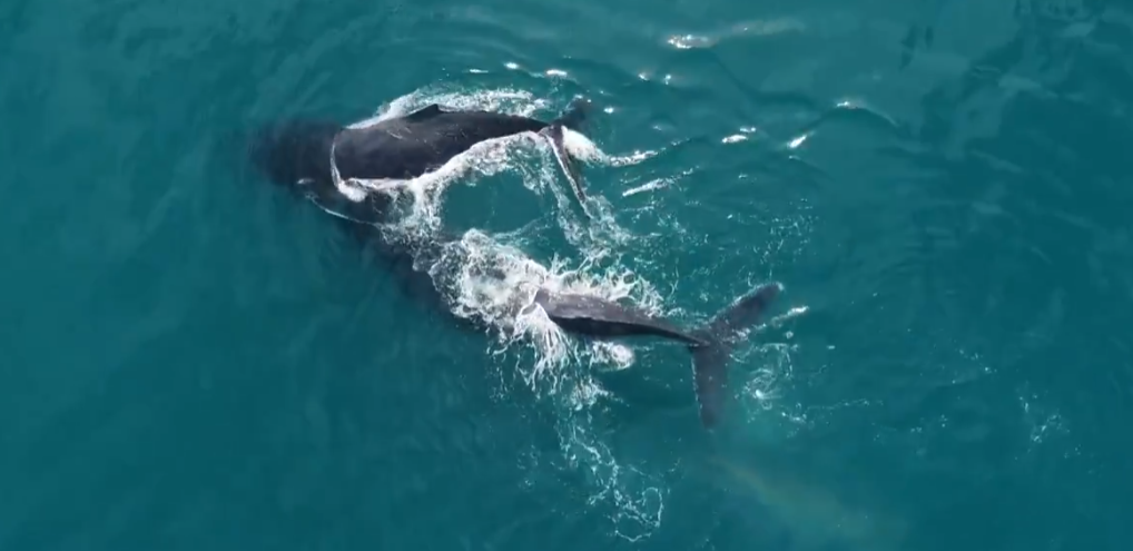 Migração de baleias jubarte registra recorde: 25 mil estiveram este ano no litoral brasileiro