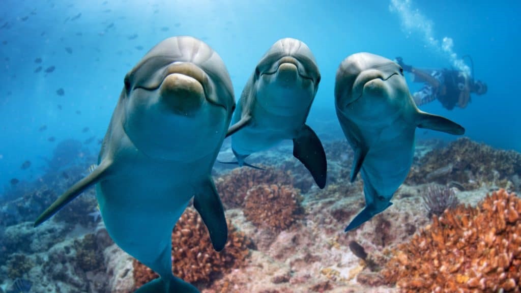 Alzheimer: cientistas descobrem que golfinhos podem desenvolver a doença