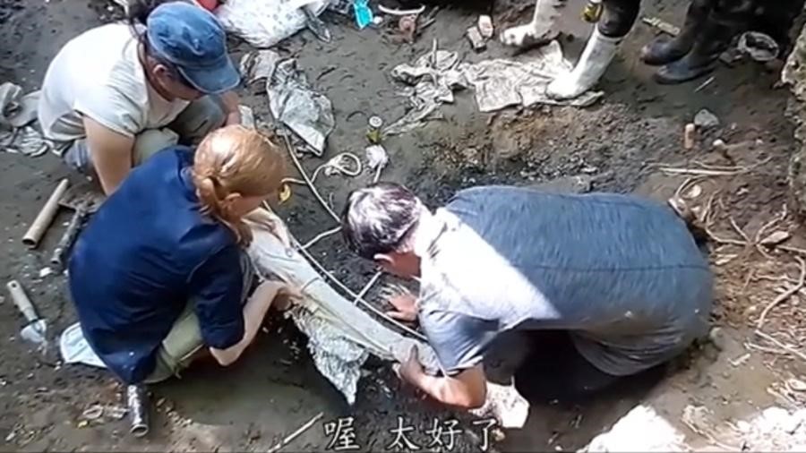 Fóssil de baleia pré-histórica é descoberto no meio de floresta em Taiwan