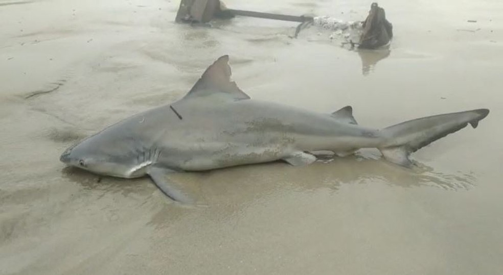 Tubarão é puxado de volta para o mar após encalhar em praia do litoral de SP