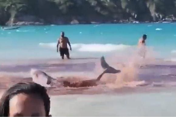 Baleias encalham em praia de Arraial do Cabo (RJ) e banhistas confundem com  tubarão