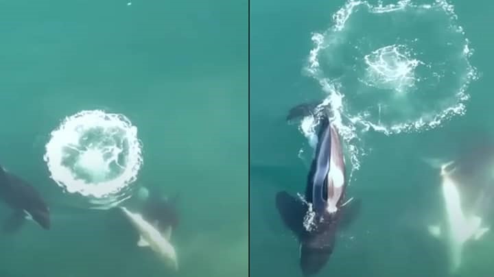 A primeira filmagem aérea do mundo de baleias assassinas caçando e matando grandes tubarões brancos
