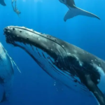 Cientistas Desvendam o Enigma do Canto das Baleias